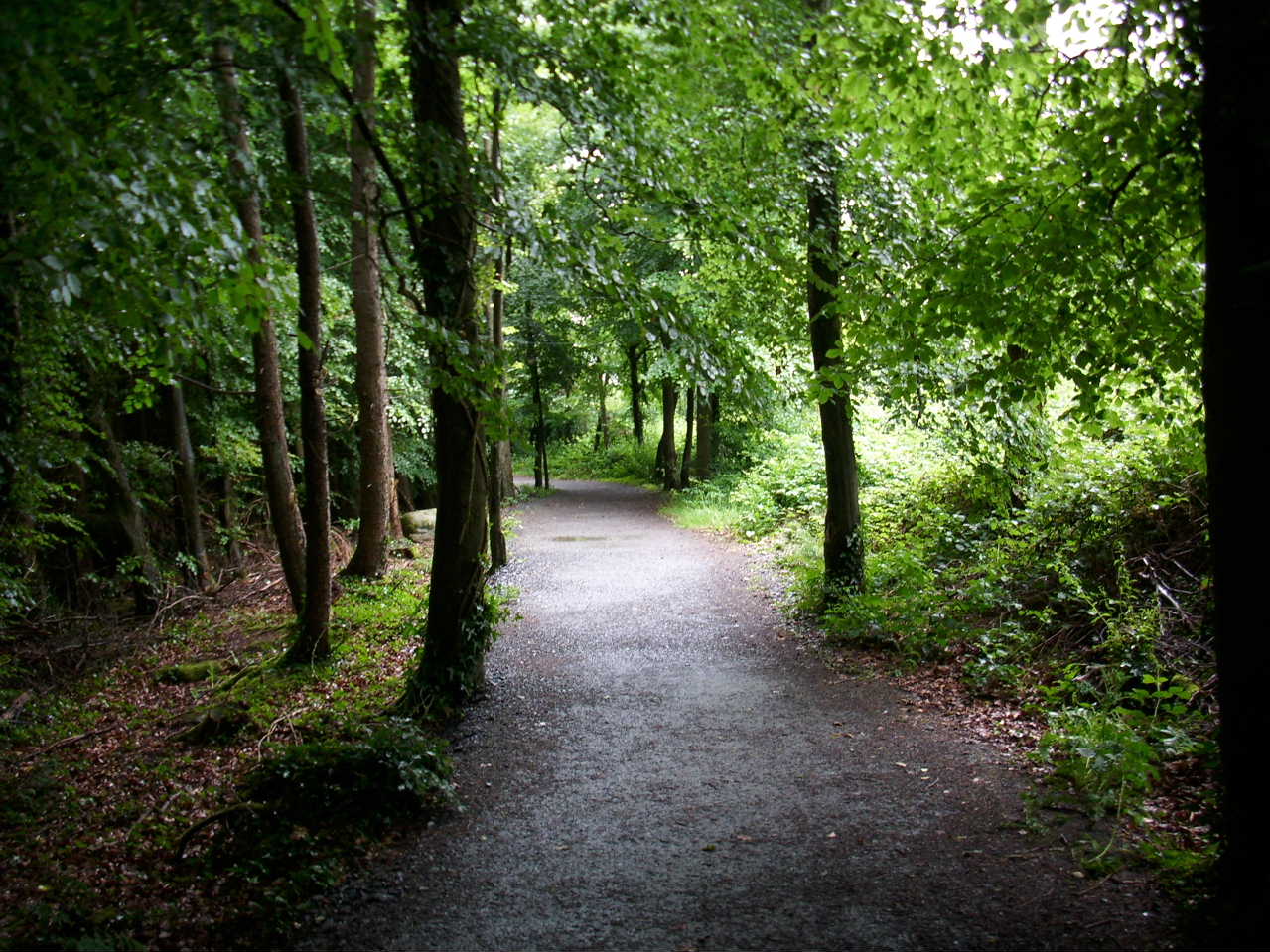 rath wood forest walks