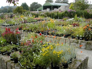 Altamont Plant Sales and Walled Garden|Garden Plants