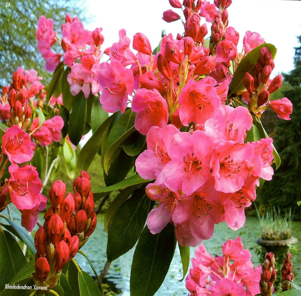 Altamont Gardens Rhododendron Week Monday 22nd – Sunday 28th May