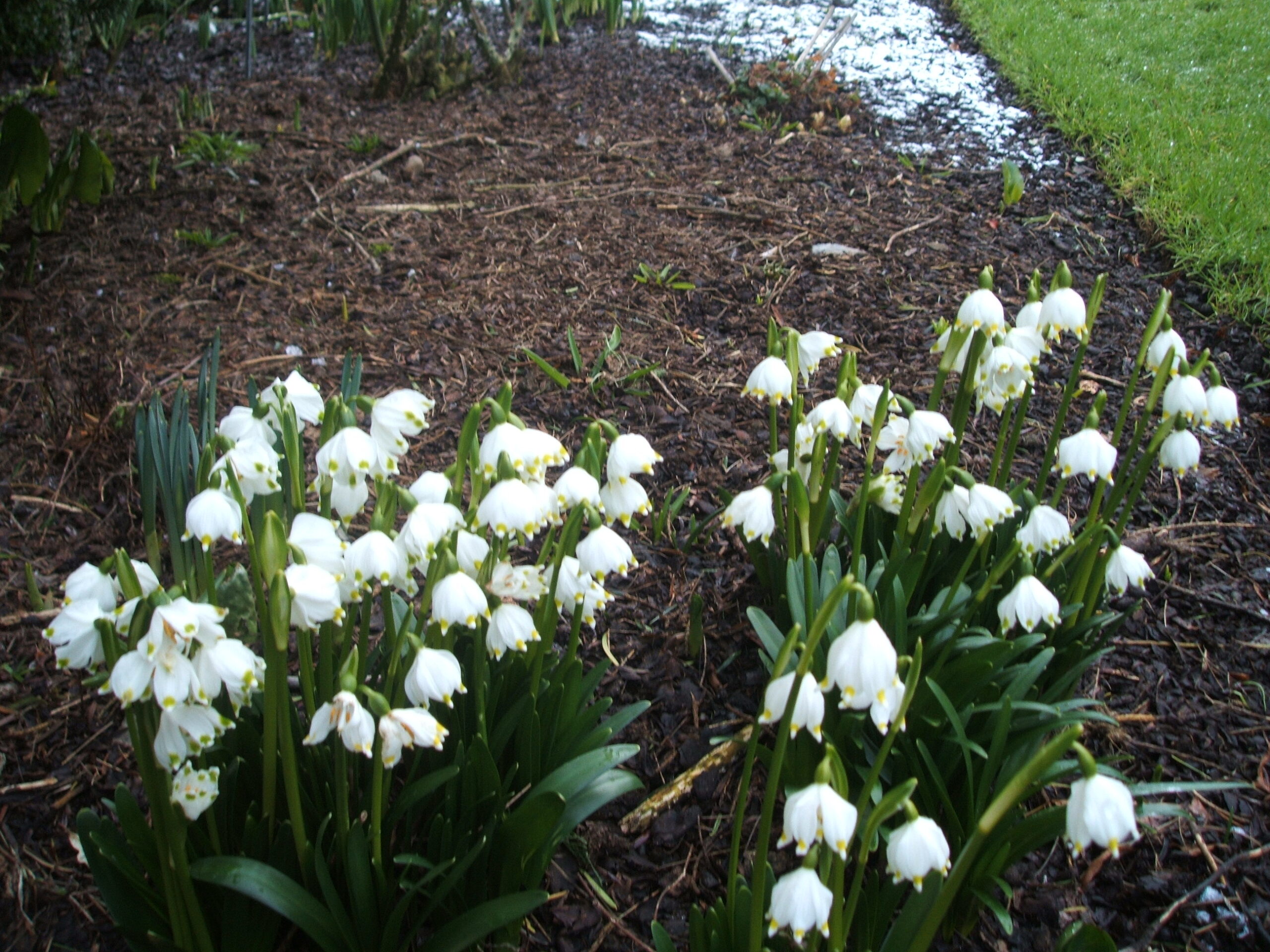 Snowdrop Month at Altamont Gardens