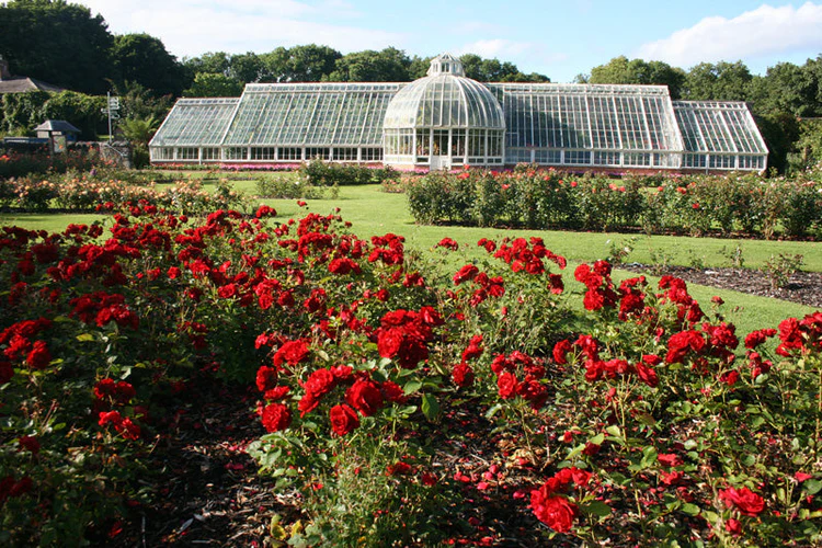 Roses_Ardgillan - Altamont Plants