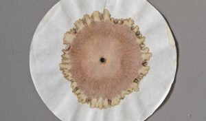 Soil Chromatography Workshop